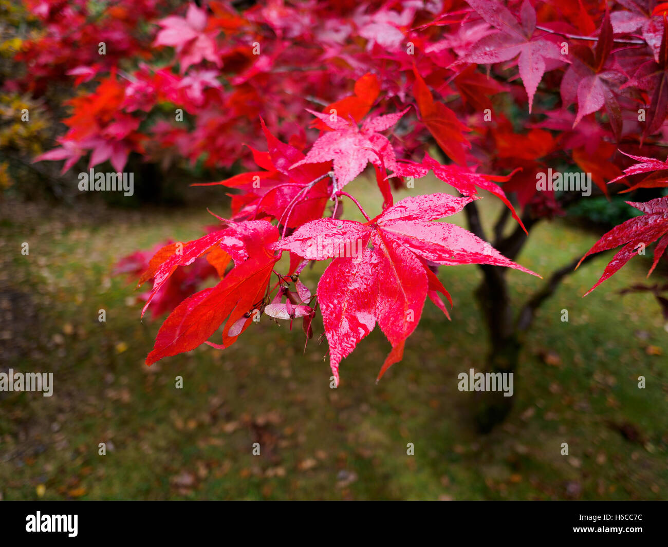 Acer Tree Leaves Changing Colour in Autumn Stock Photo