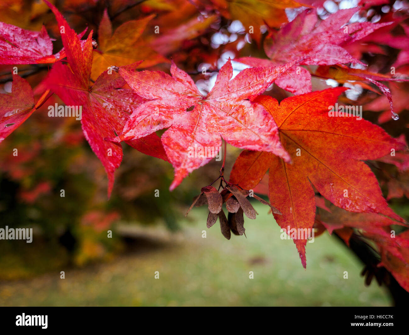 Acer Tree Leaves Changing Colour in Autumn Stock Photo