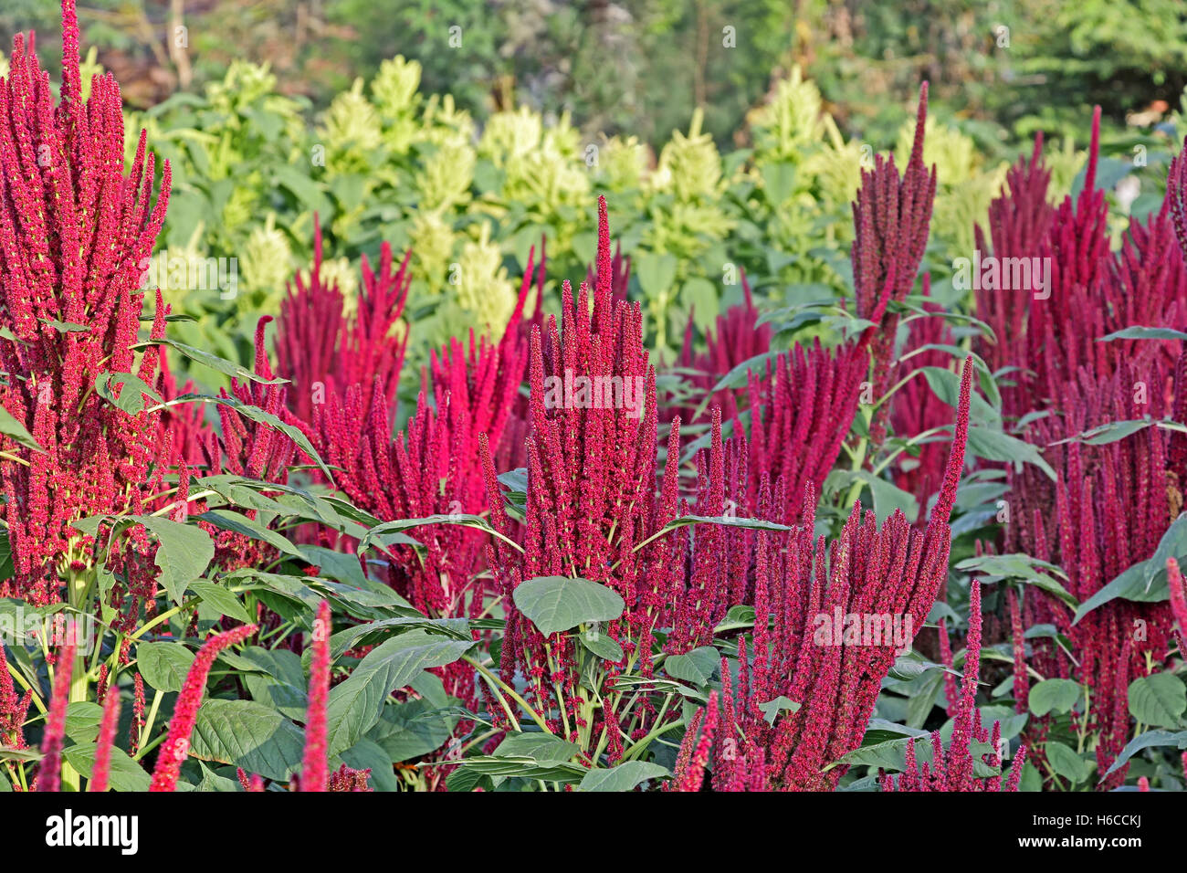 Indian red and green amaranth plants in field. Amaranth is cultivated as leaf vegetables, cereals and ornamental plants. Stock Photo