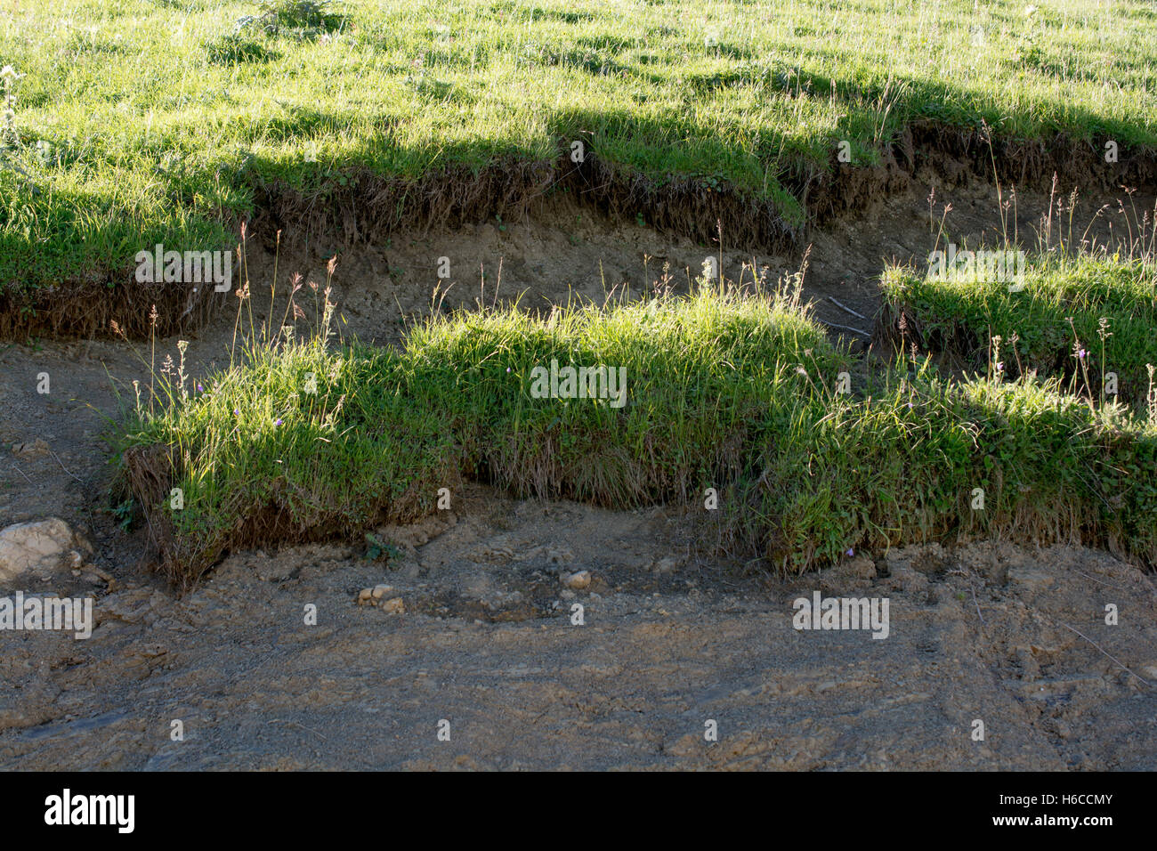 Green grass for use as nature background Stock Photo - Alamy