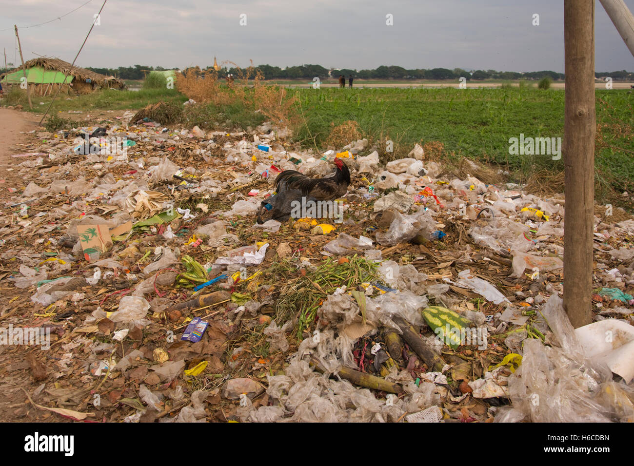 ASIA, MYANMAR (BURMA), Sagaing Division, Monywa, Phowin Taung, rubbish tip with cockerel Stock Photo