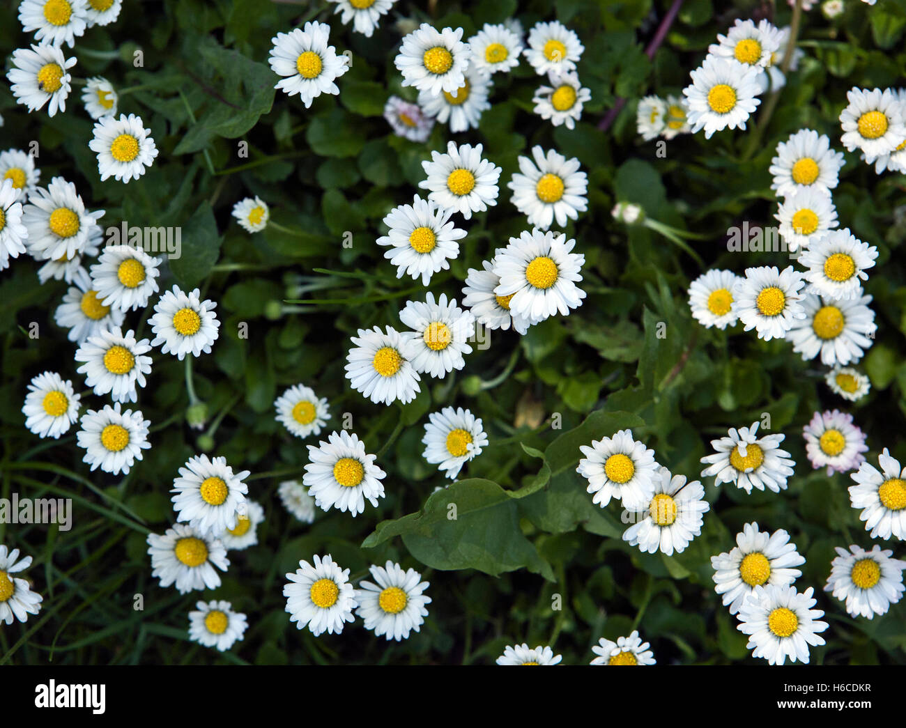 Bellis perennis is a common European species of daisy, sometimes ...