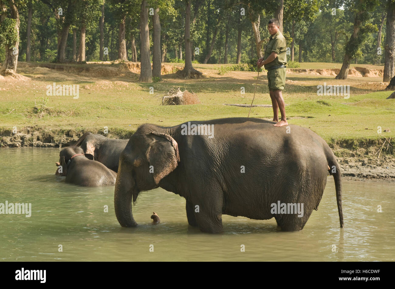 NEPAL, Royal Bardia National Park, mahout with elephants at Tiger Tops