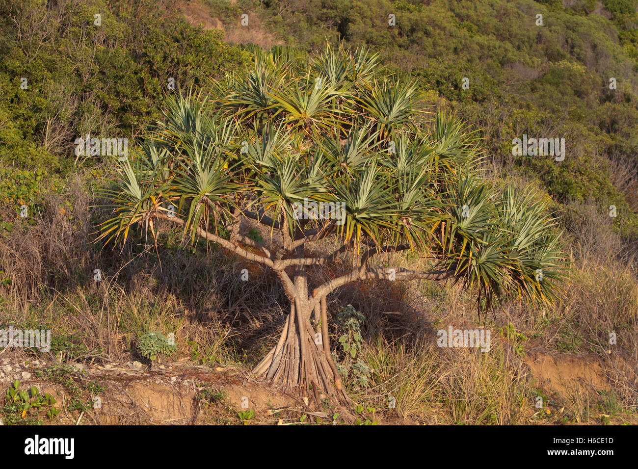 Screw Pine, Pandanus tectorius, on the Capricorn Coast, Central Queensland, Australia. Stock Photo
