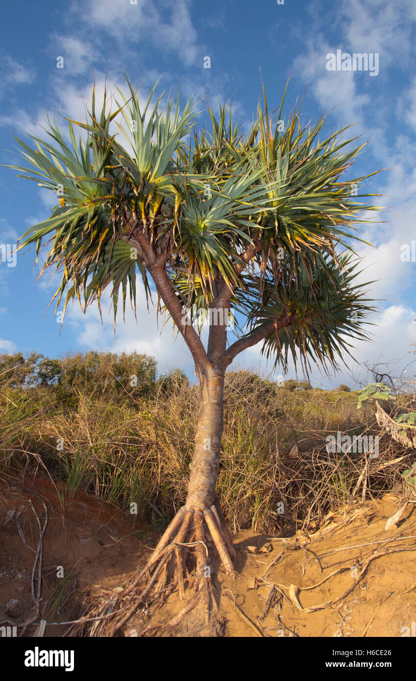 Australian pine tree hires stock photography and images Alamy