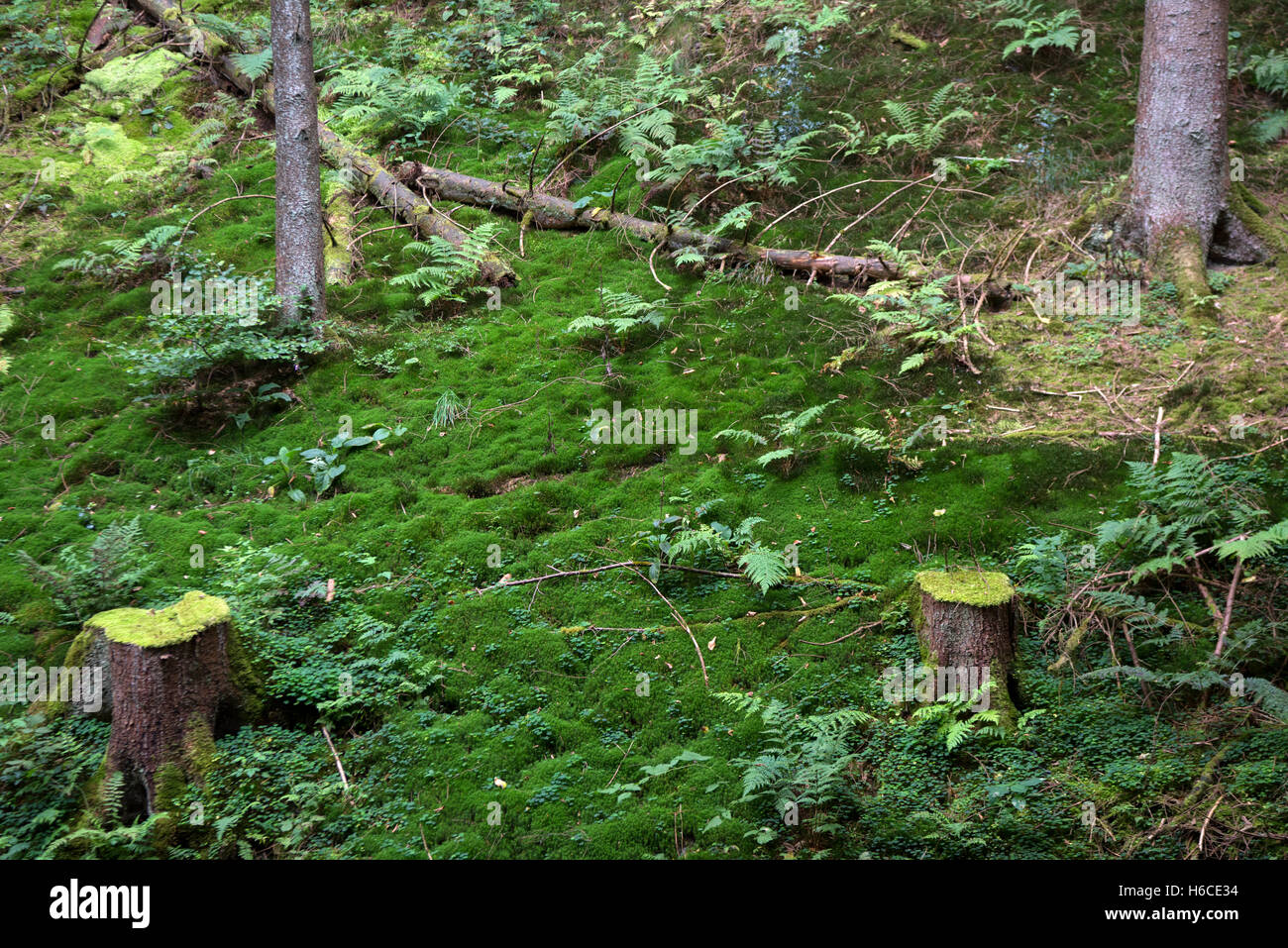 Deutschland, NRW, Plettenberg, Naturschutzgebiet Bommecketal Stock