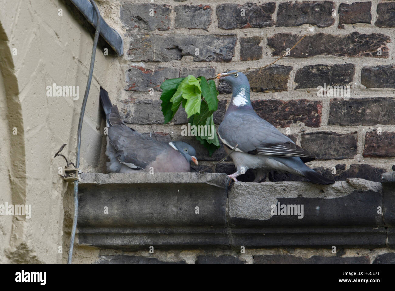 Wood Pigeons ( Columba palumbus ) nesting on a narrow wall ledge, in urban surrounding, one brings nesting material. Stock Photo