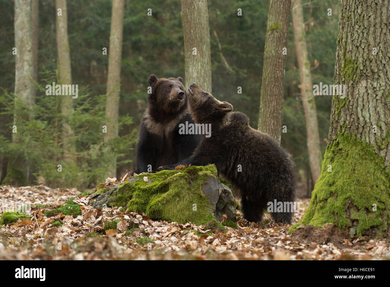 European Brown Bears / Braunbaeren ( Ursus arctos ), young bears, playing together at a rock in a mixed natural forest. Stock Photo