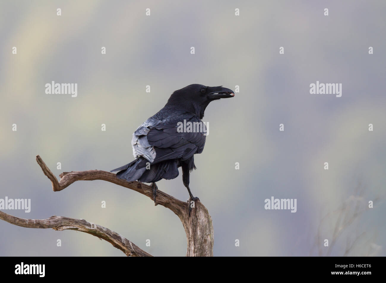 Kolkrabe, Corvus corax, Common Raven Stock Photo