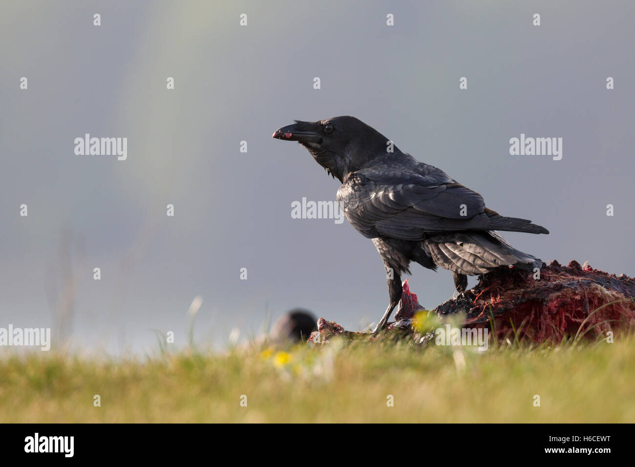 Kolkrabe, Corvus corax, Common Raven Stock Photo