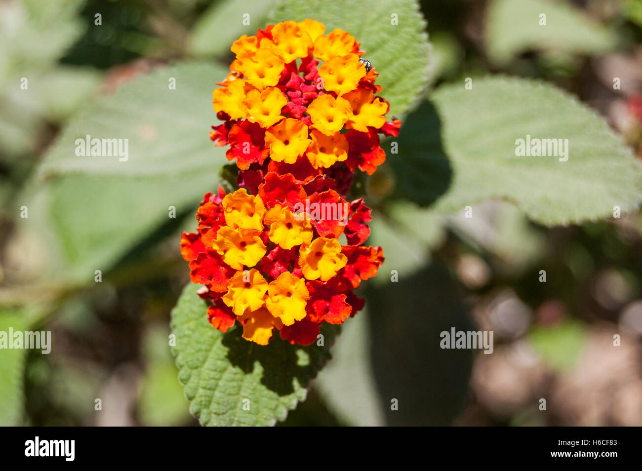 Sunny day flower hi-res stock photography and images - Alamy