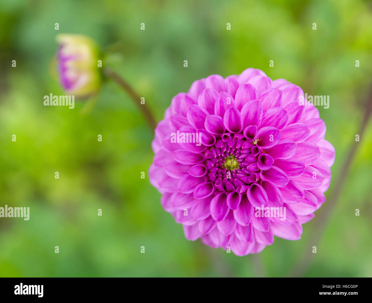 Purple flower petals, close up and macro of chrysanthemum, beautiful