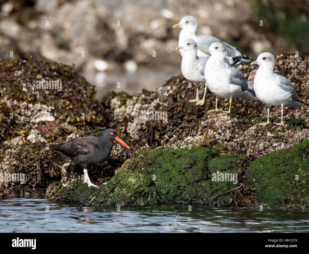 Oyster catcher and gulls Stock Photo