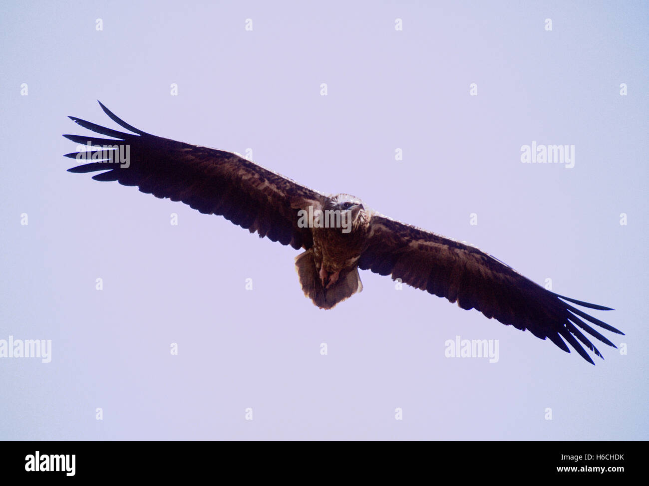 juvenile Egyptian Vulture or White Scavenger Vulture,(Neophron percnopterus), in flight ,Rajasthan, India Stock Photo