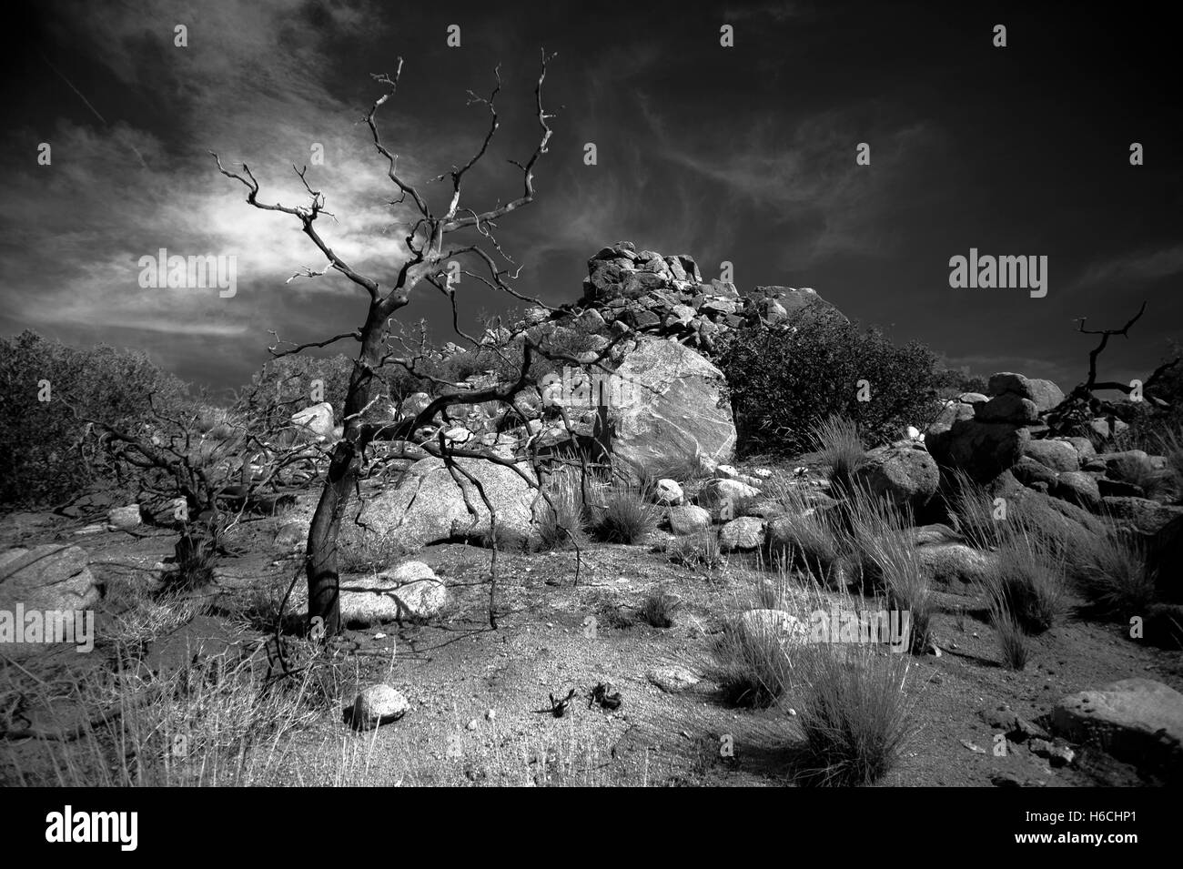 Dead tree and rock formations in Joshua Tree National Park, California, USA. Stock Photo