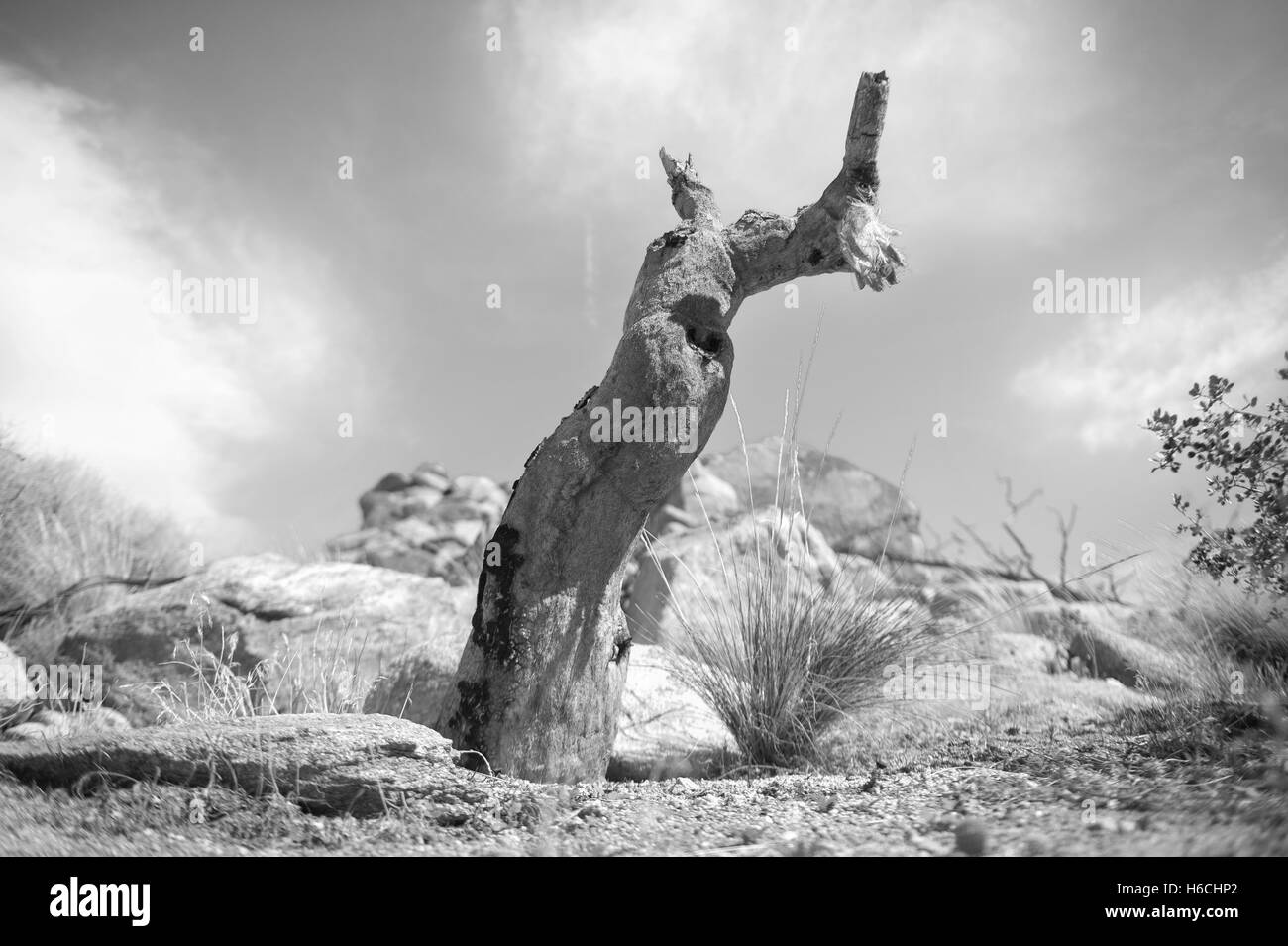 A dead tree in Joshua Tree National Park, California, USA. Stock Photo
