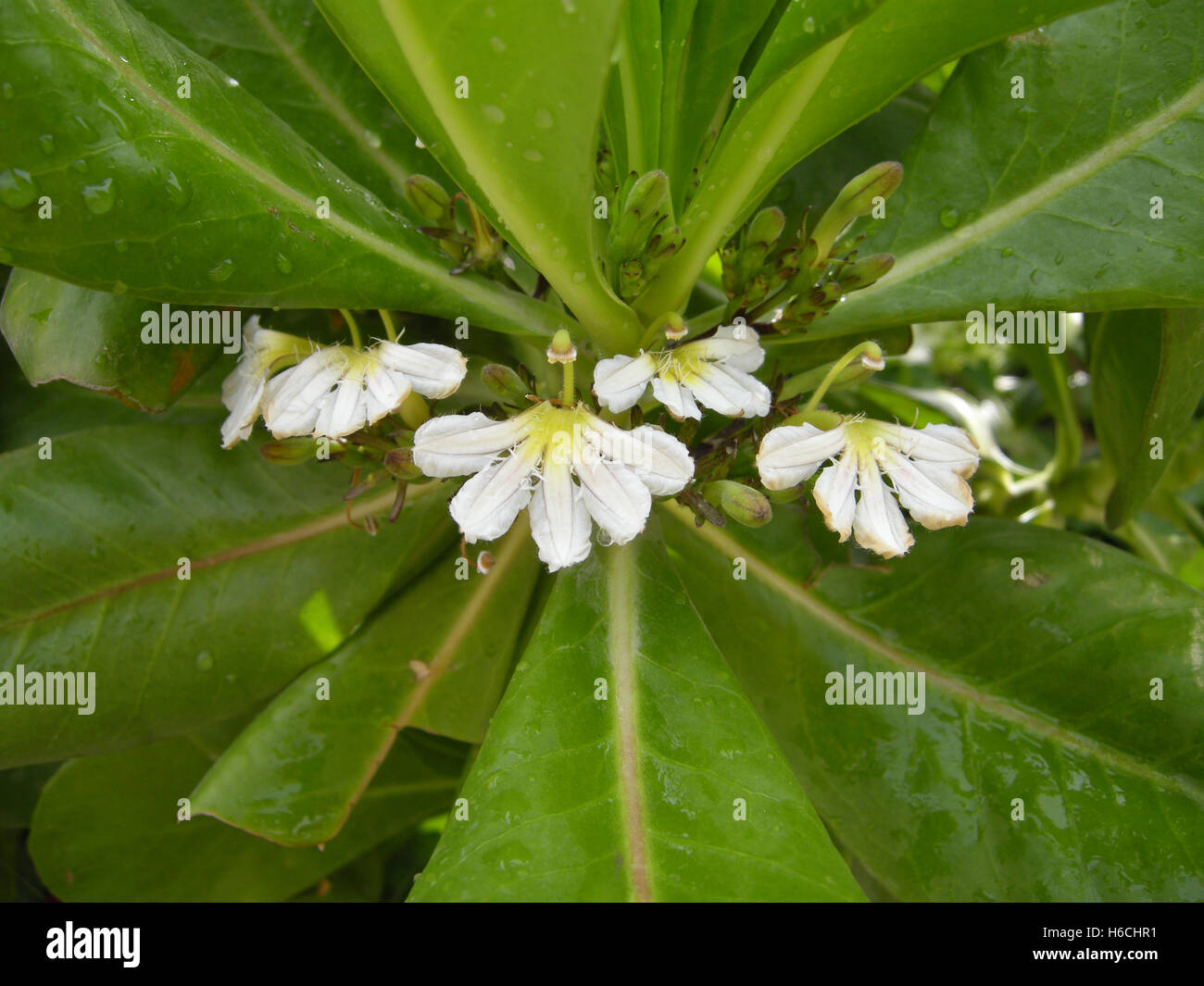 Beach cabbage (Scaevola taccada Stock Photo Alamy
