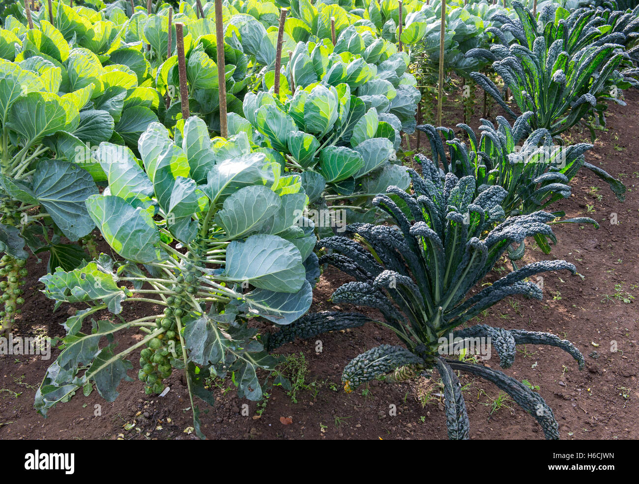 Lacinato kale and brussel sprouts in a vegetable garden Stock Photo Alamy