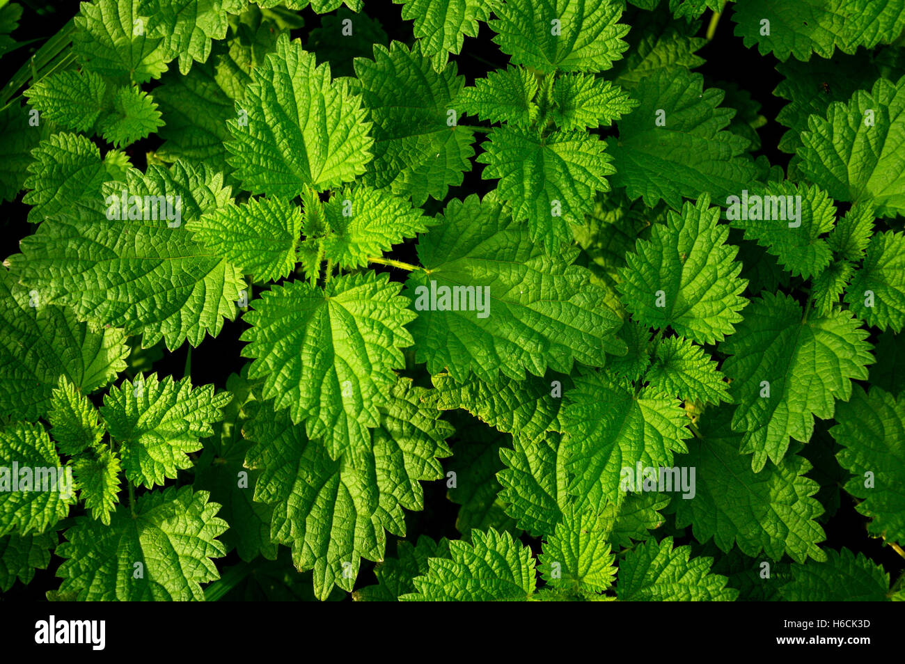 Fresh stinging nettles growing in a field Stock Photo Alamy