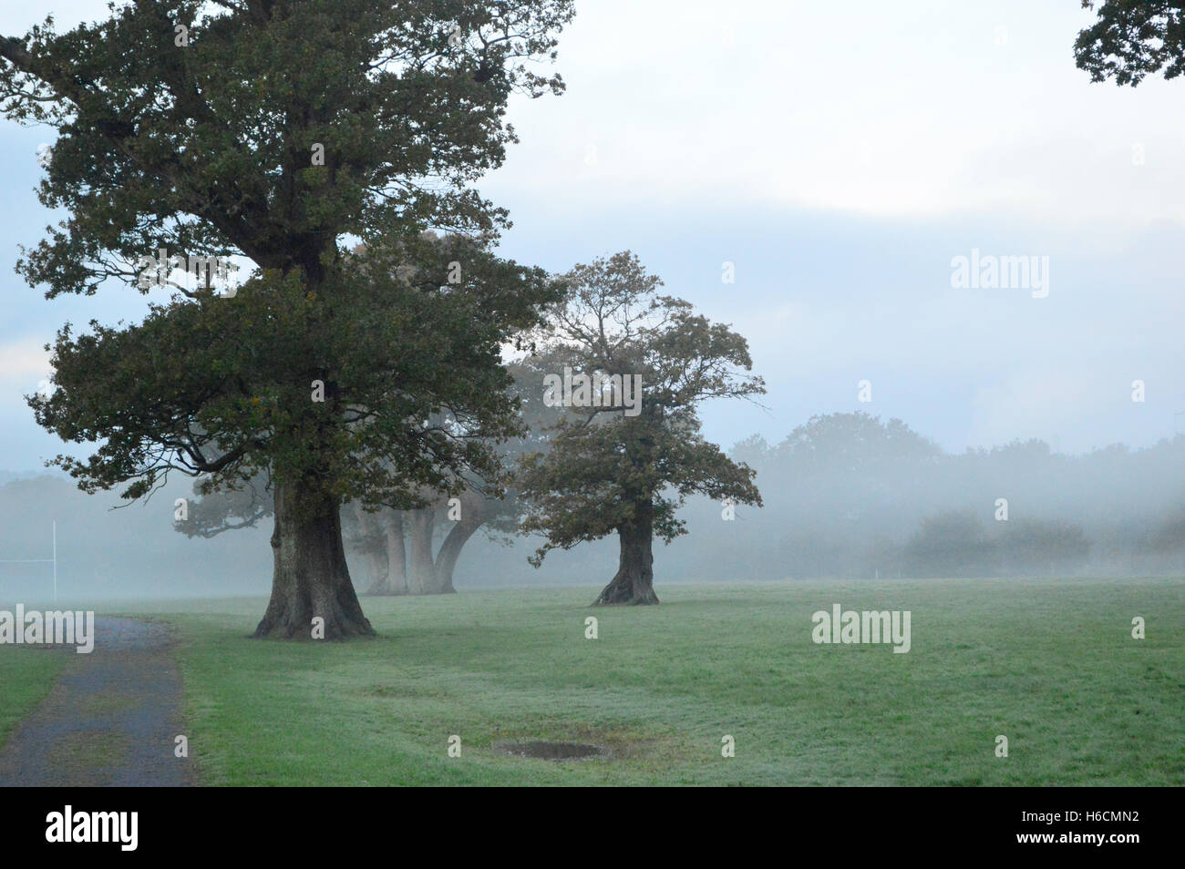 Trees in the autumn mist at Filham Pakrk near Ivybridge, Devon, England, UK Stock Photo