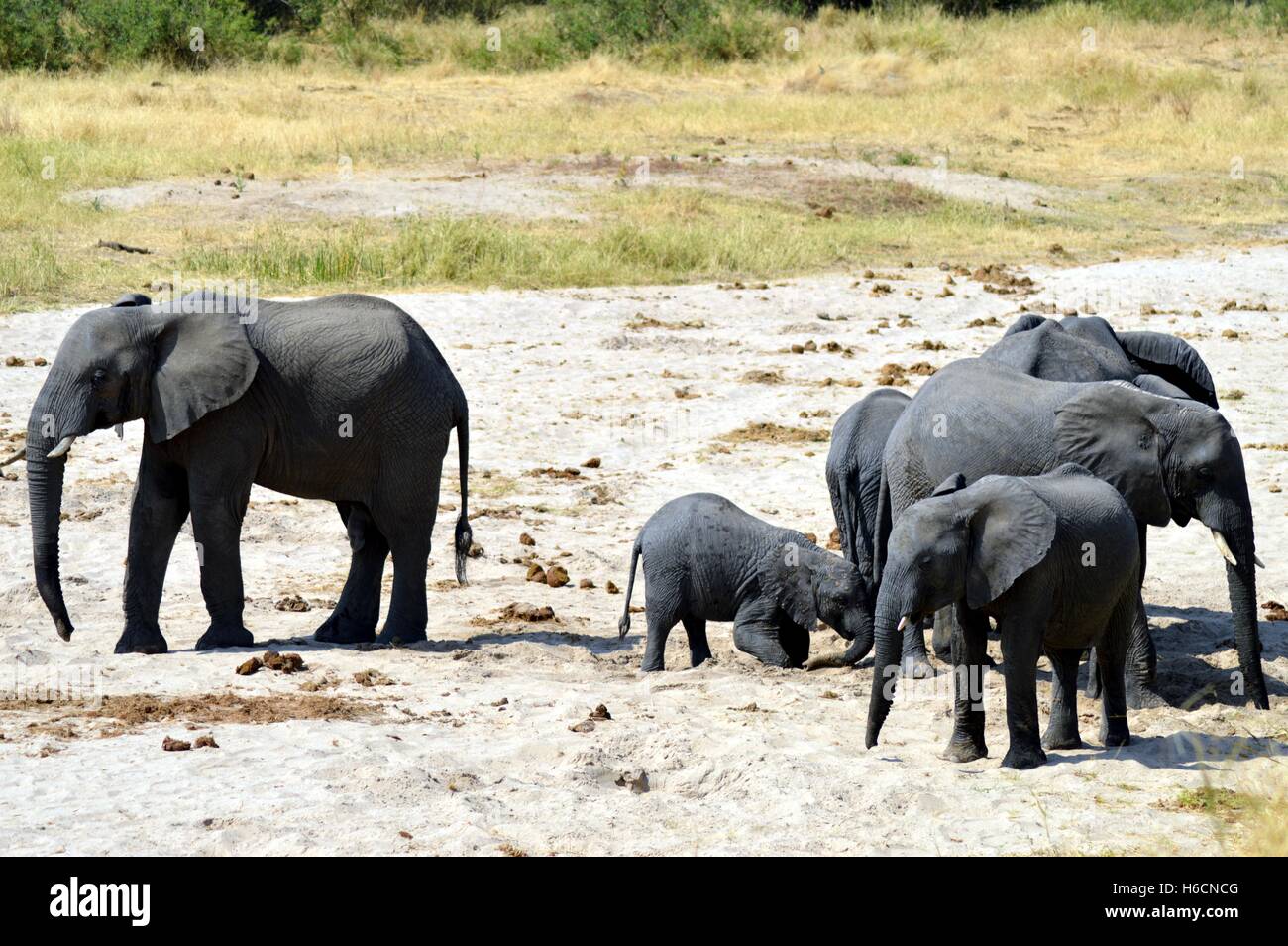 Herd of elephants in search of water in a park in Tanzania Stock Photo