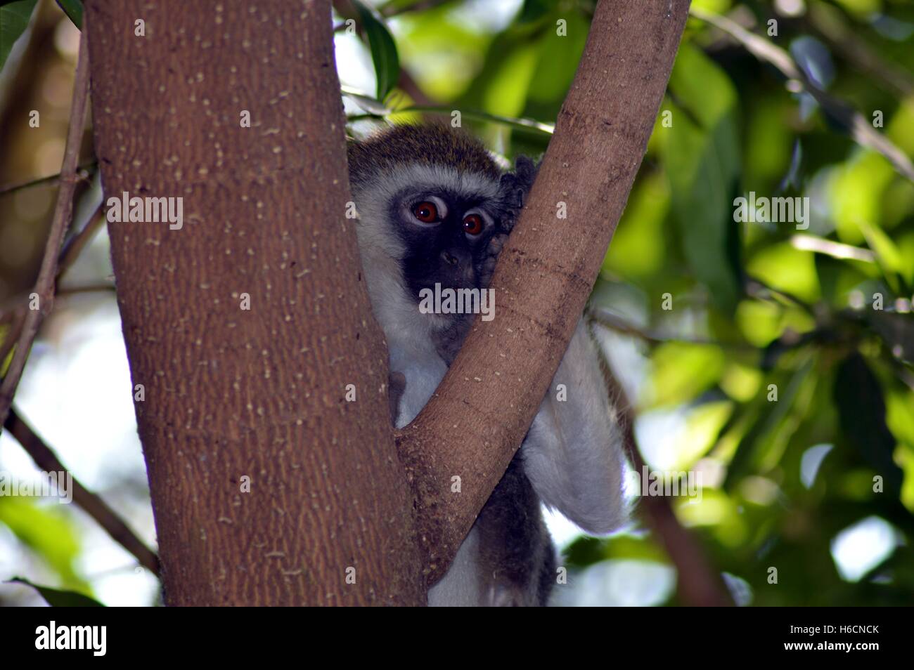 Small gray and black monkey on a tree on a tree Stock Photo