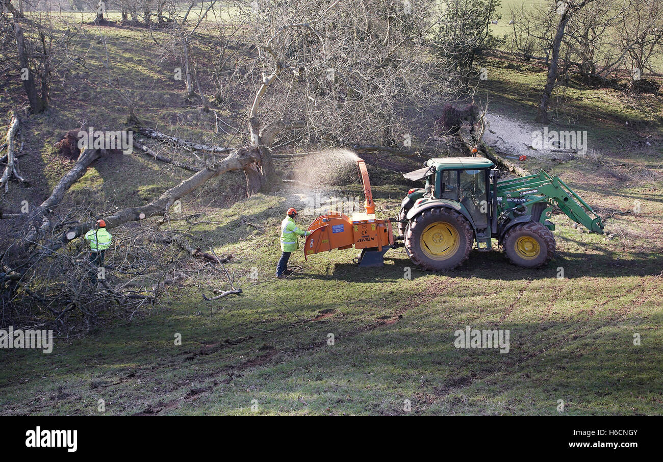 Workmen Shredding trees which have fallen during a storm in the countryside in South Wales, UK. Stock Photo