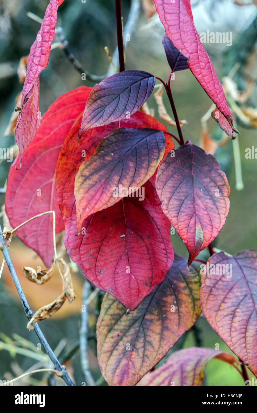 Cornus alba Sibirica Dogwood, autumn leaves Colouring plant leaves Stock Photo
