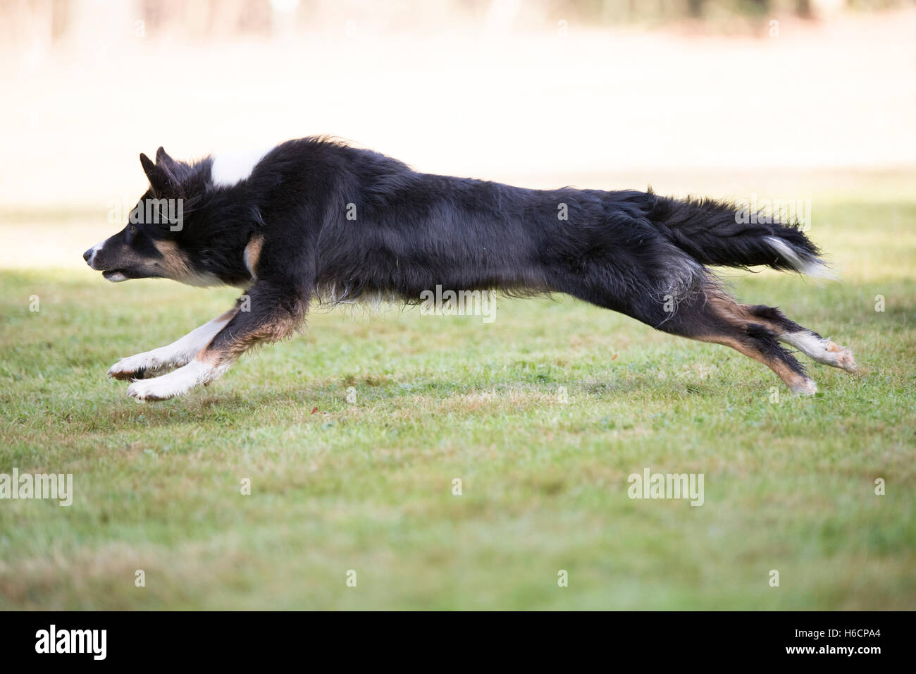 Side view of a Border Collie running Stock Photo