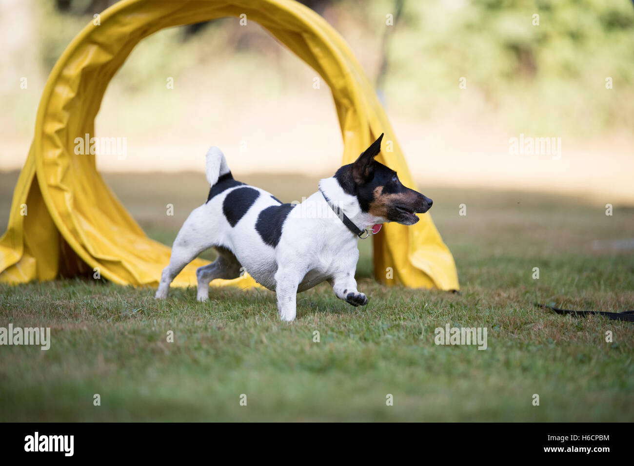 Jack Russell terrier running through agility tunnel Stock Photo Alamy
