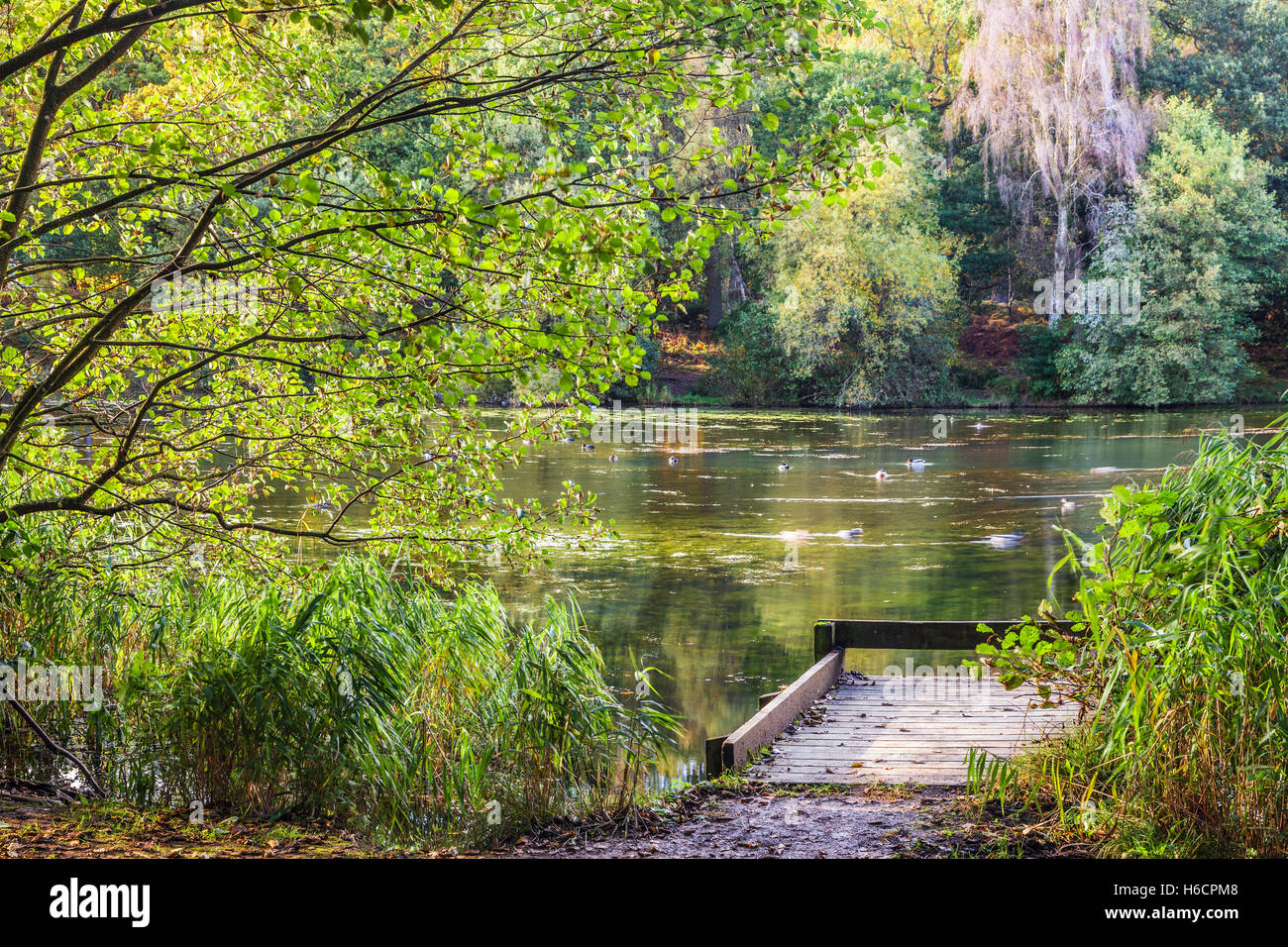 Cannop Ponds in the Forest of Dean, Gloucestershire. Stock Photo