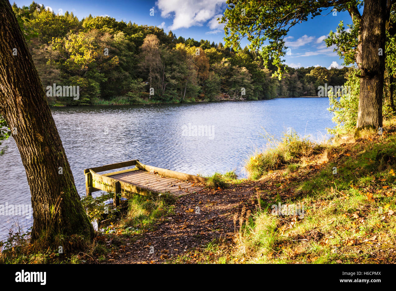 Cannop Ponds in the Forest of Dean, Gloucestershire Stock Photo Alamy