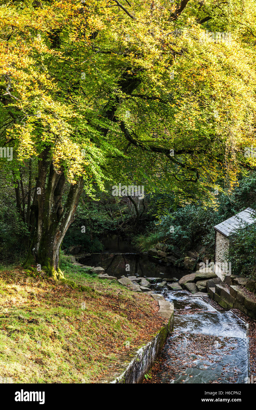 One of the weirs at Cannop Ponds in the Forest of Dean, Gloucestershire. Stock Photo