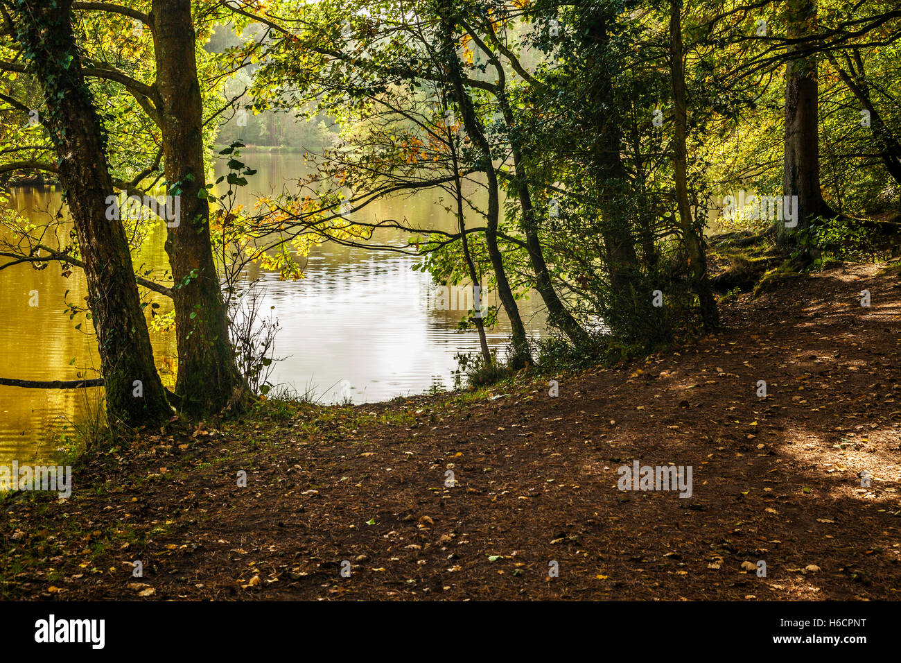 Mallards Pike in the Forest of Dean, Gloucestershire. Stock Photo