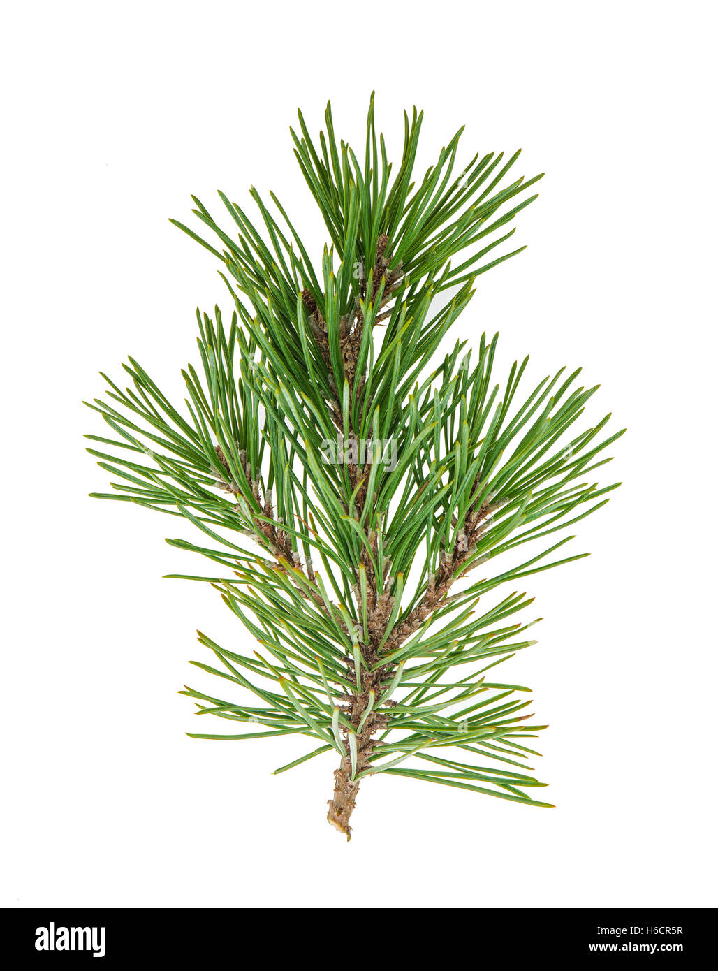 Pine tree branches with cones isolated on white background Stock Photo ...