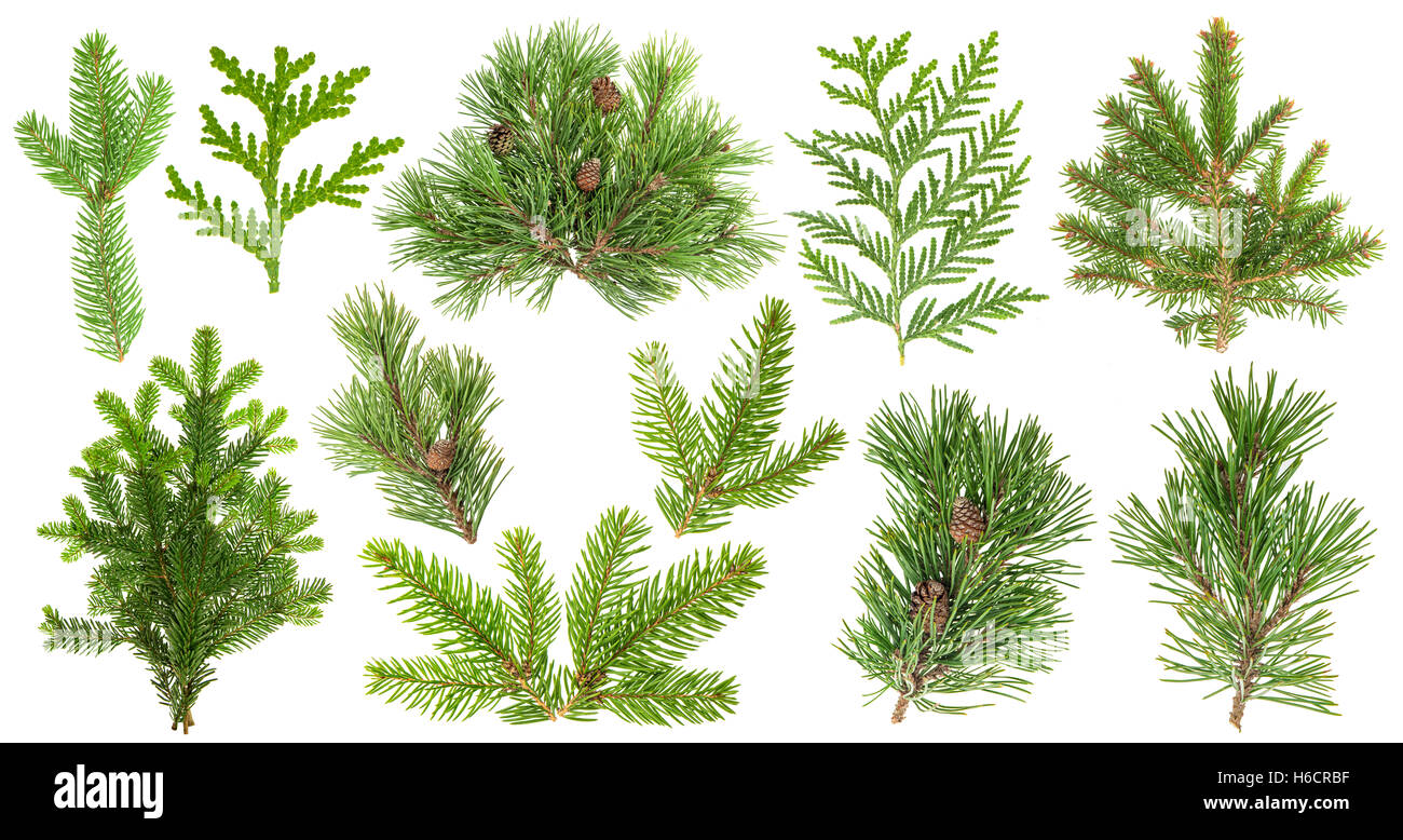 Set of evergreen coniferous tree branches isolated on white background. Spruce, pine, thuja, fir; cone Stock Photo