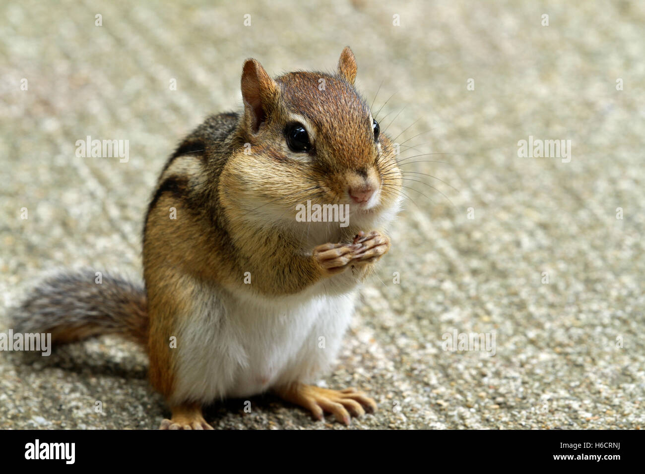 Eastern chipmunk (Tamias striatus) filling its cheeks with a nut Stock Photo