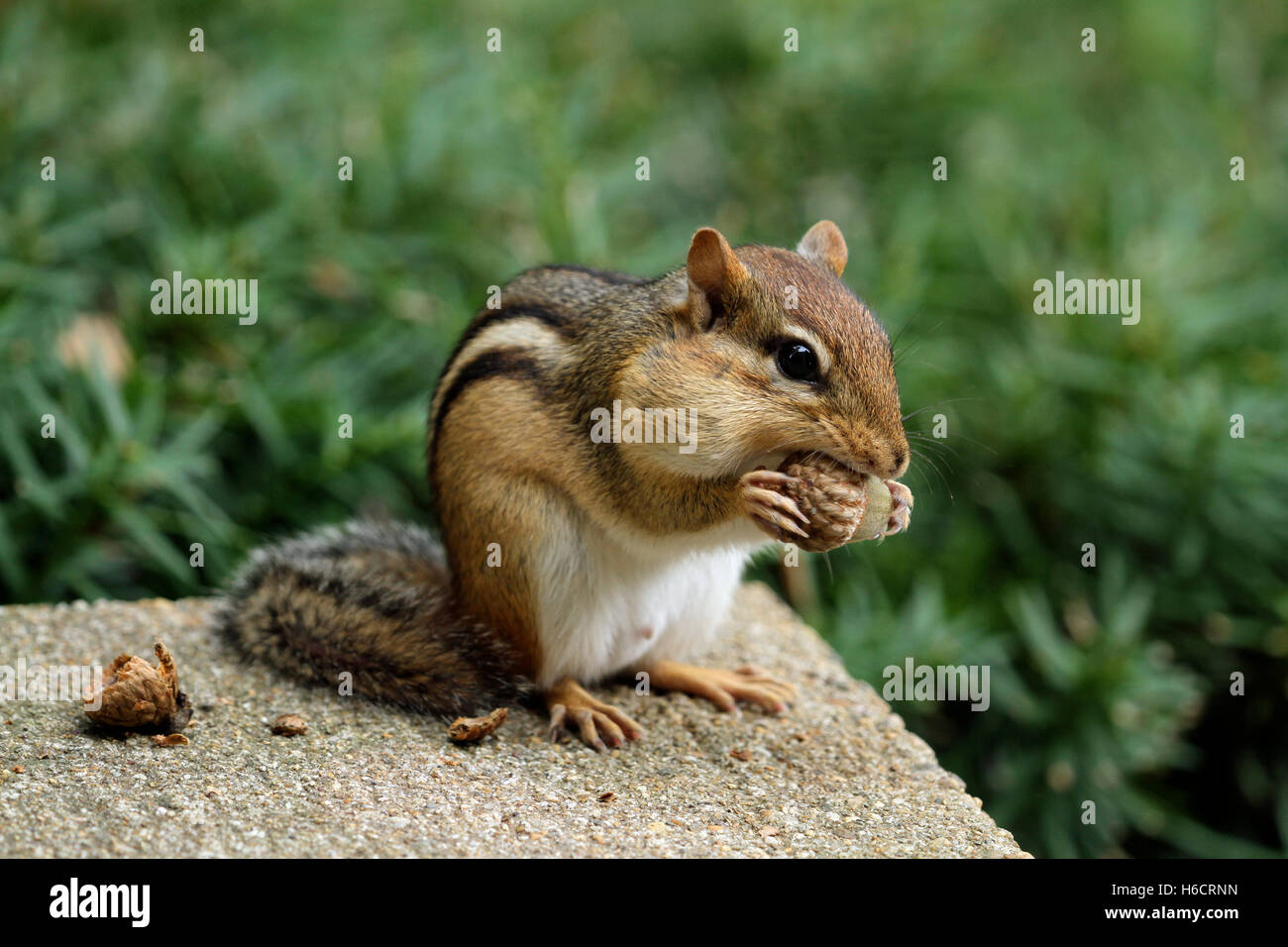 Close-up of Eastern chipmunk (Tamias striatus) with bulging cheeks eating an acorn Stock Photo