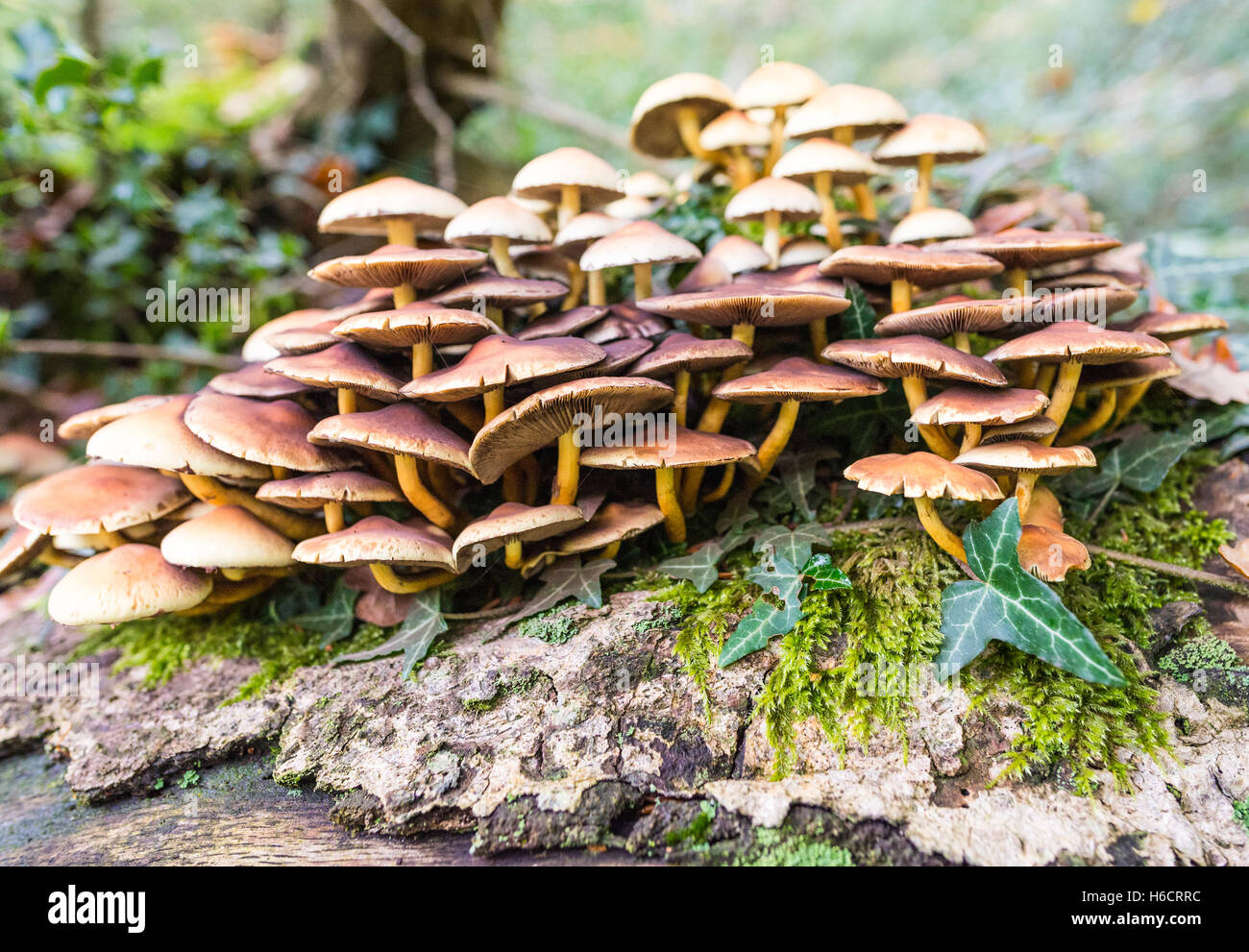 A cluster of toadstools growing on a fallen tree in the New Forest, Hampshire, UK. Stock Photo