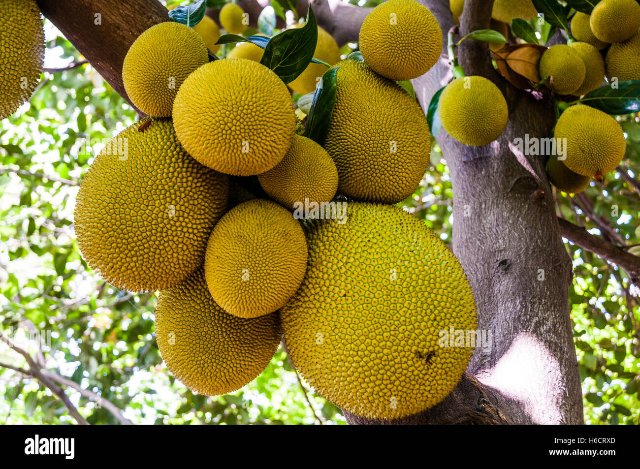 Jackfruit (Artocarpus heterophyllus) with lots of yellow fruit hanging