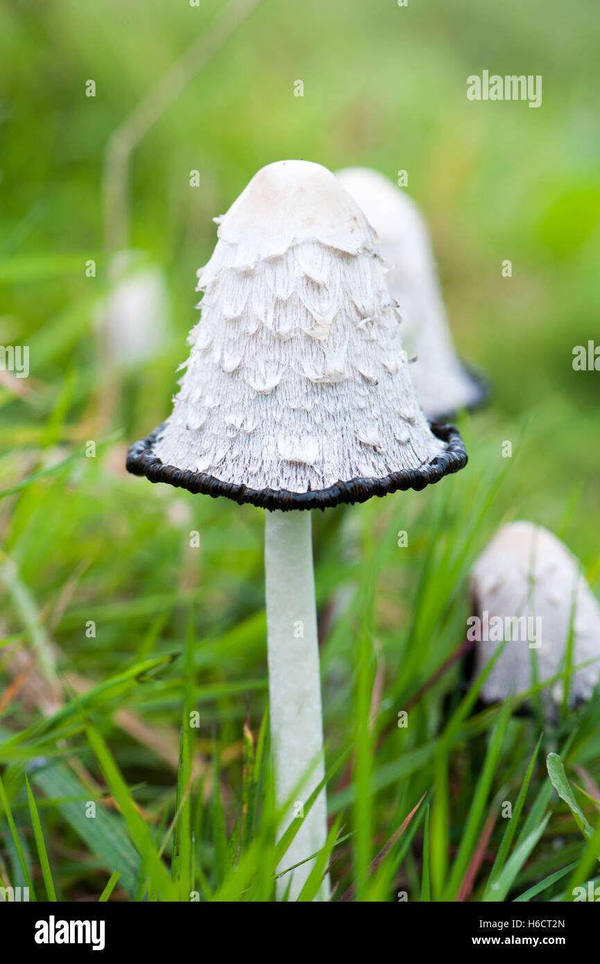 common ink cap wild mushrooms Stock Photo