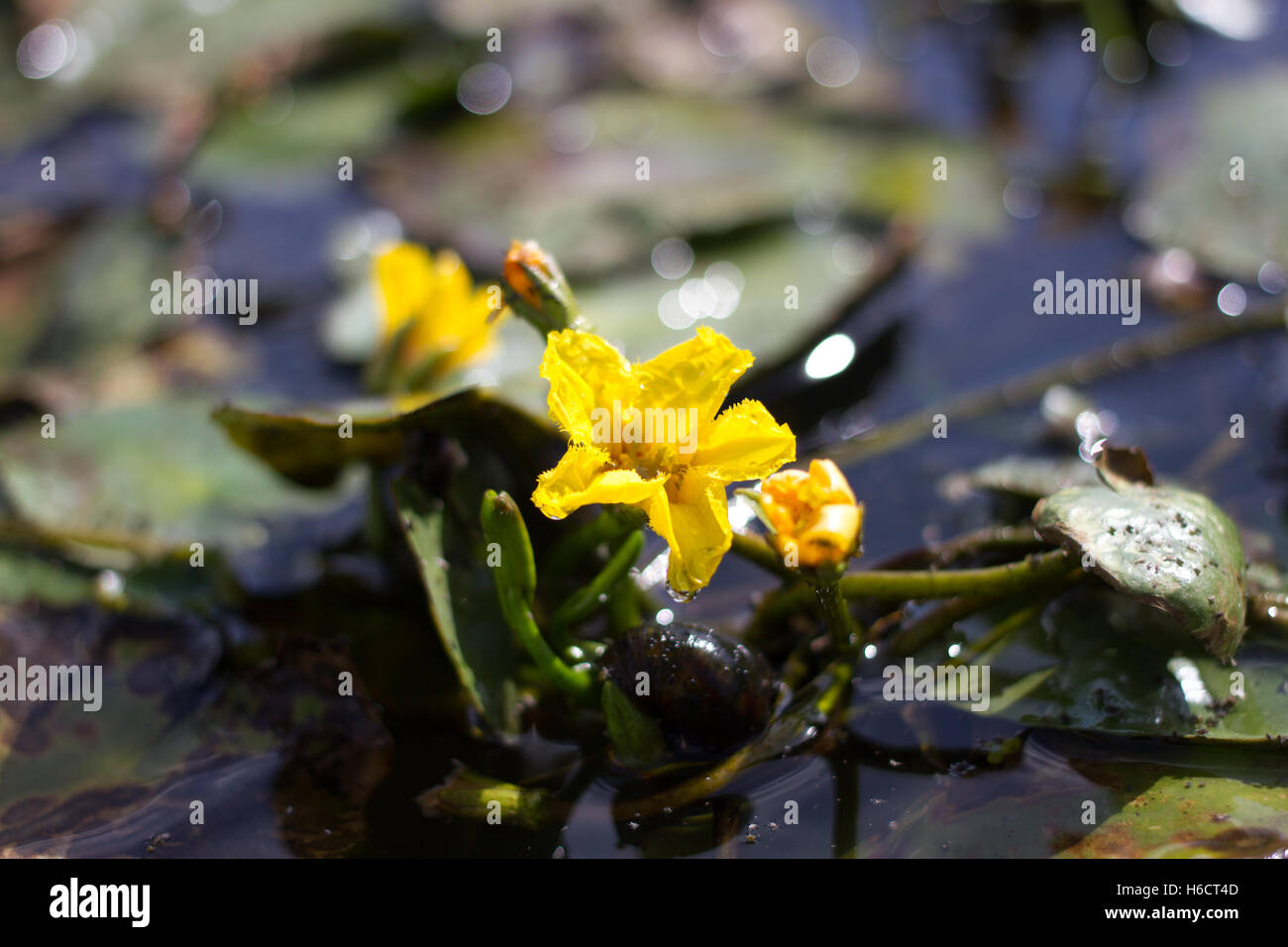 Yellow flower of lake plant Nymphoides peltata. Synonym Villarsia nymphaeoides Stock Photo