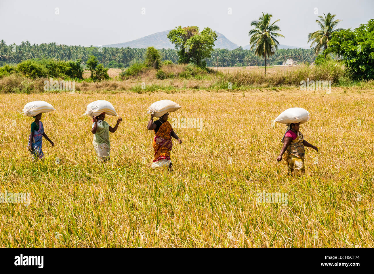Indian women carry rice sacks on their heads through rice field, Uttamapalaiyam, Tamil Nadu, India Stock Photo