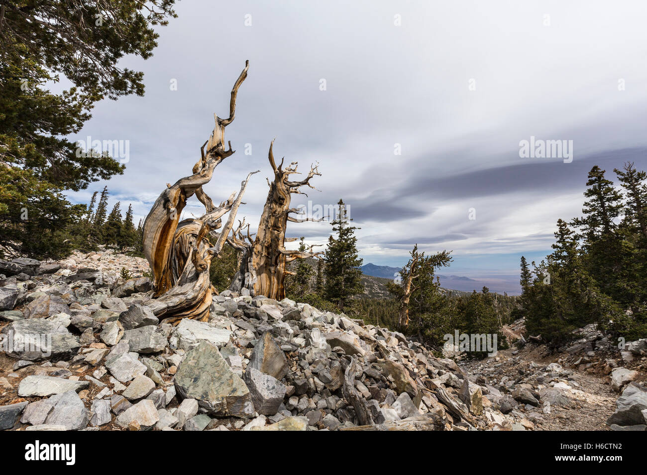Bristlecone Pines in Great Basin National Park in Northern Nevada.  Bristlecone Pines are the oldest trees in the world. Stock Photo
