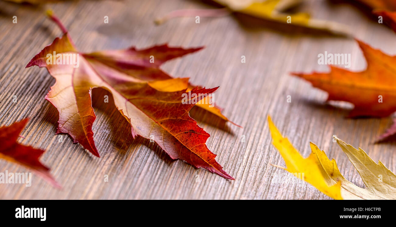 Autumn. Seasonal photo. Autumn leaves loose on a wooden board. Stock Photo