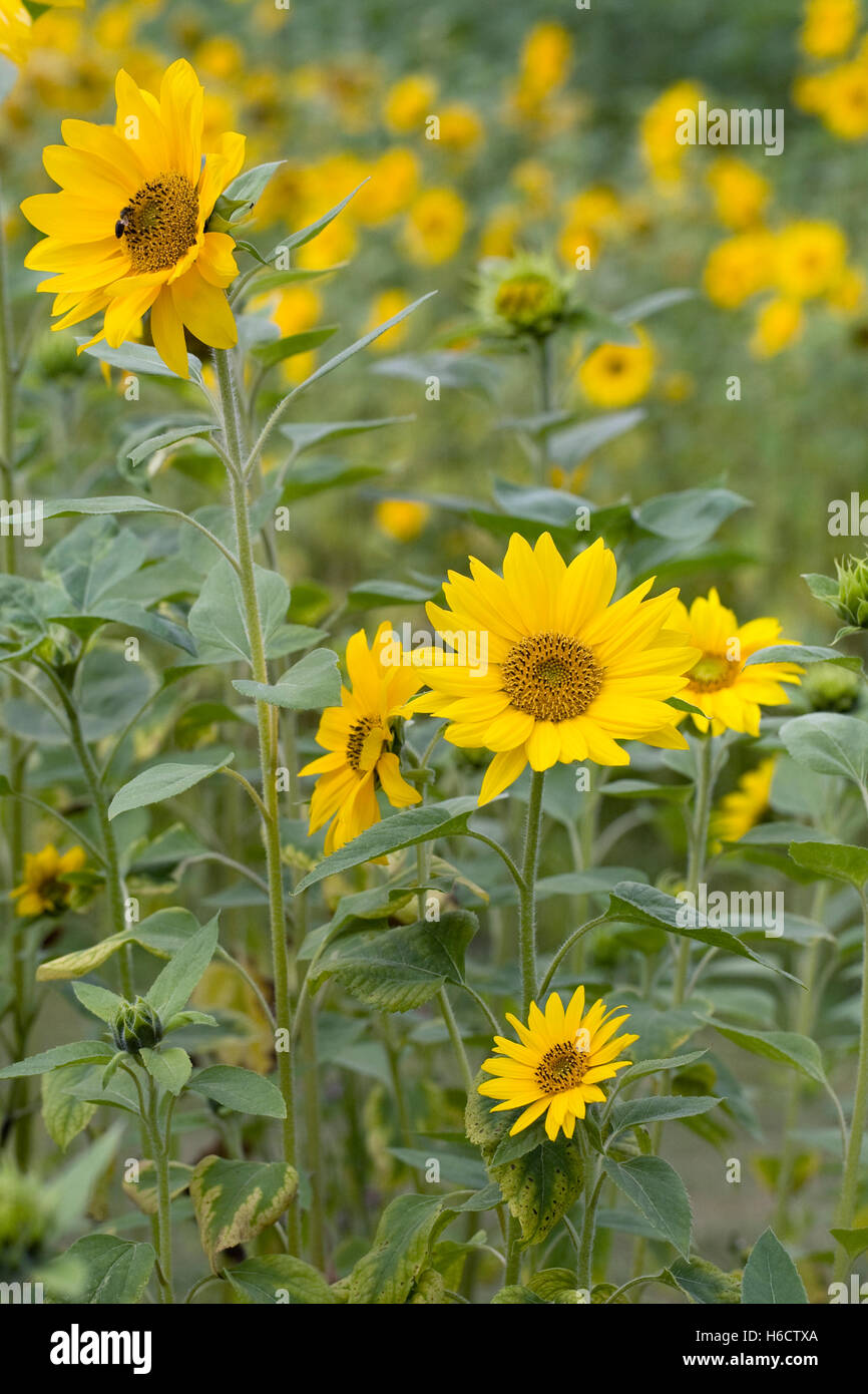Helianthus annuus. A field of sunflowers. Stock Photo