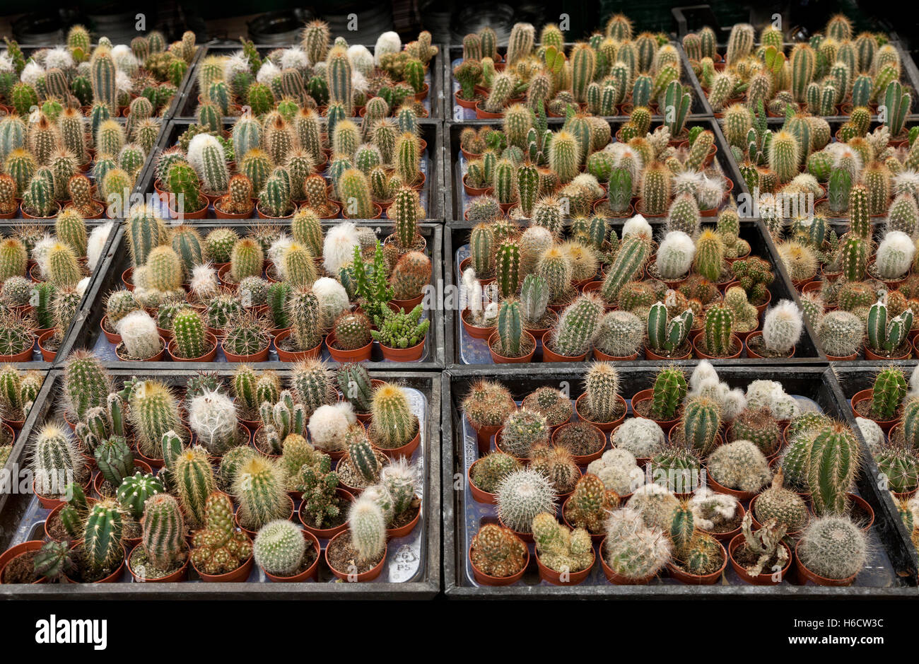 Garden centre display of small cacti plants, diverse varieties. Stock Photo