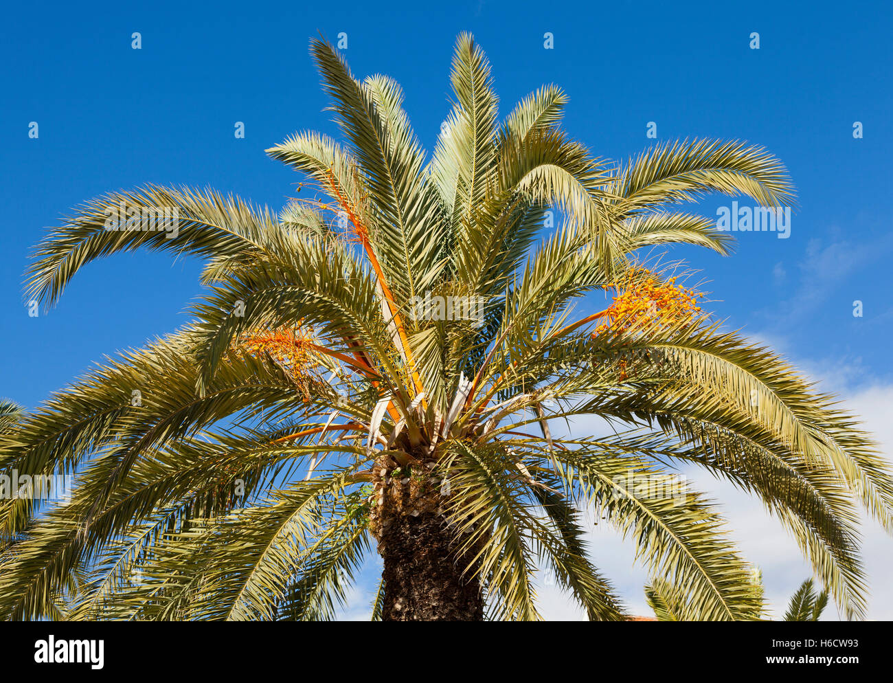 Phoenix dactylifera, commonly known as date or date palm Stock Photo