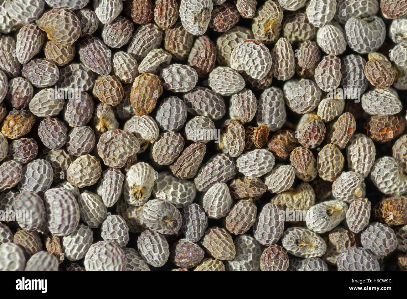 Poppy seeds, high macro closeup, showing surface ornament. Papaver