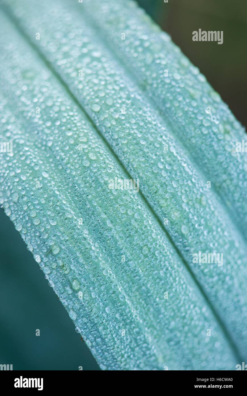Leek leaf with dew droplets Stock Photo